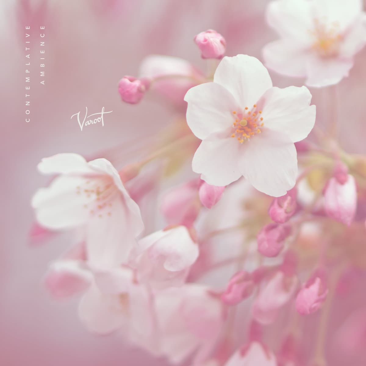 Cover for Contemplative Ambience